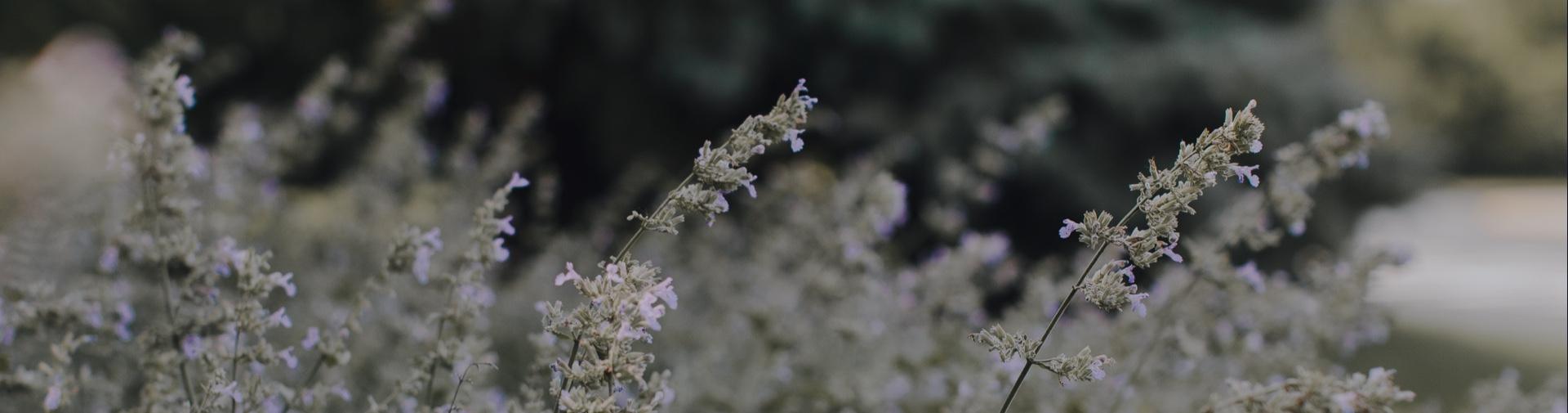 Lavender Flowers Lavender flowers in a field.